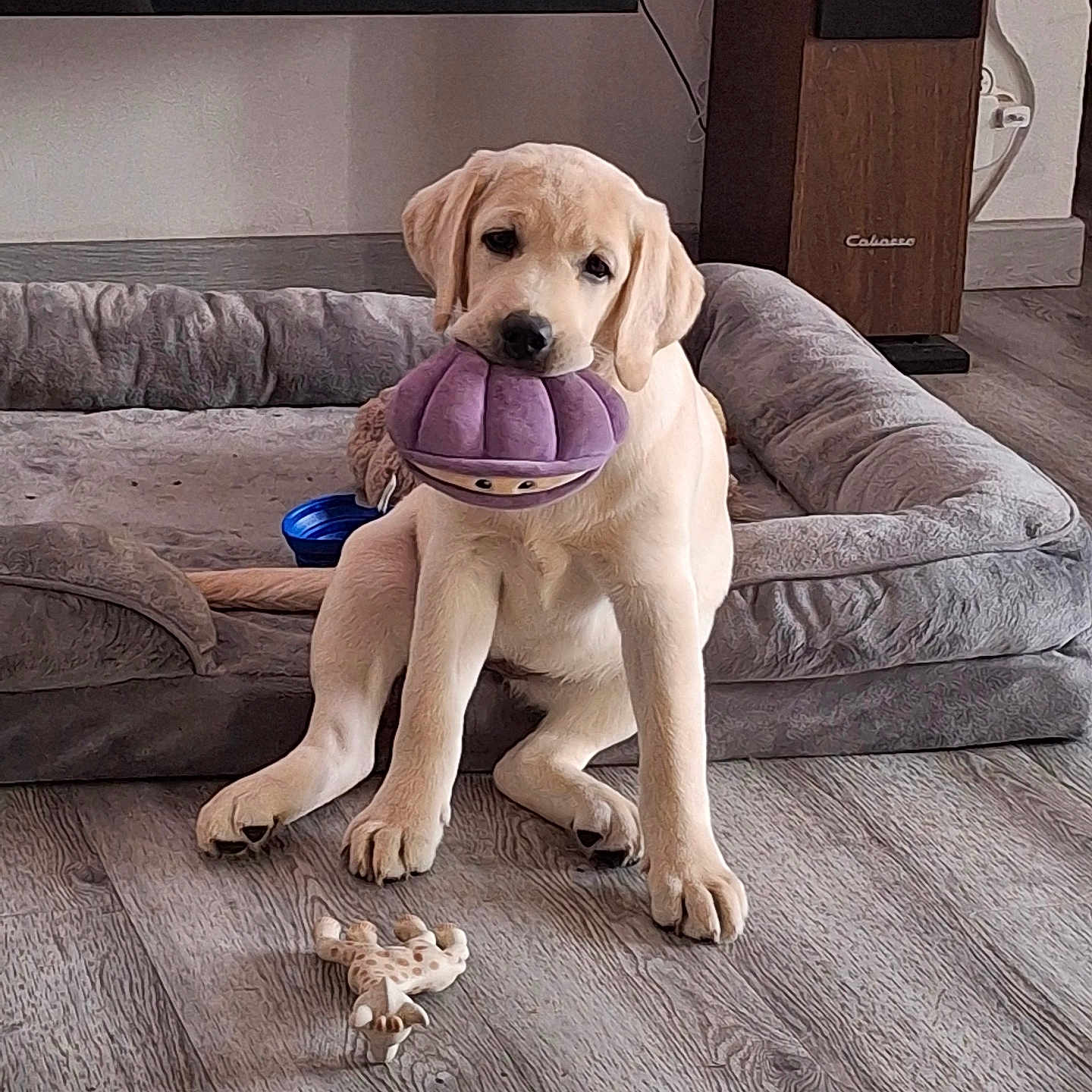 Aria participe au concours pour gagner de l'argent avec cette photo : animal, brown, cozy, cute, dog, dog_bed, ears, floor, giraffe_toy, home, indoor, pet, playing, plush_toy, puppy, sitting, toy, whiskers, wooden_floor, yellow_labrador