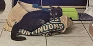 Téa participe au concours pour gagner de l'argent avec cette photo : abyssinian, accessories, animal, bag, blackcat, blanket, cat, couch, cushion, egyptiancat, furniture, handbag, homedecor, indoors, kitten, manx, person, pet, sleeping, strap