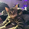 Nugget is registered to the contest to win money with this photo: cat, tabby_cat, pets, animal, feline, indoor, cozy, blanket, fur, whiskers, ears, paw, relaxed, home, lamp, purple_light, furniture, portrait, resting, cute