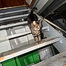 Nugget joined the competition — help win amazing prizes! cat, tabby, stairs, basement, indoor, animal, pet, gray, green_wall, water_heater, pipes, curious, shadow, floor, wood, metal, step, claws, whiskers, fur