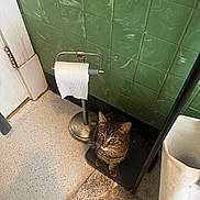 Nugget joined the competition — help win amazing prizes! cat, tabby_cat, toilet_paper, toilet_paper_holder, green_tile_wall, bathroom, rug, floor, laundry_basket, mat, pet, domestic_animal, curious, indoor, feline, striped, sitting, quiet, home, cozy