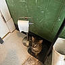cat, tabby_cat, toilet_paper, toilet_paper_holder, green_tile_wall, bathroom, rug, floor, laundry_basket, mat, pet, domestic_animal, curious, indoor, feline, striped, sitting, quiet, home, cozy