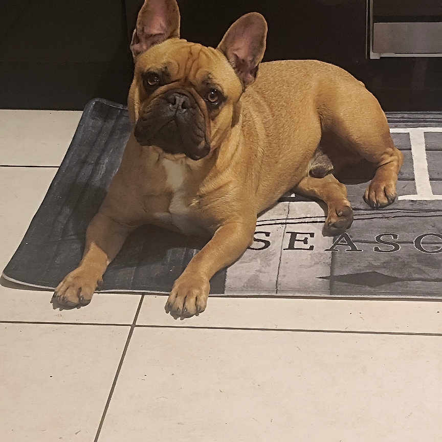 Simba