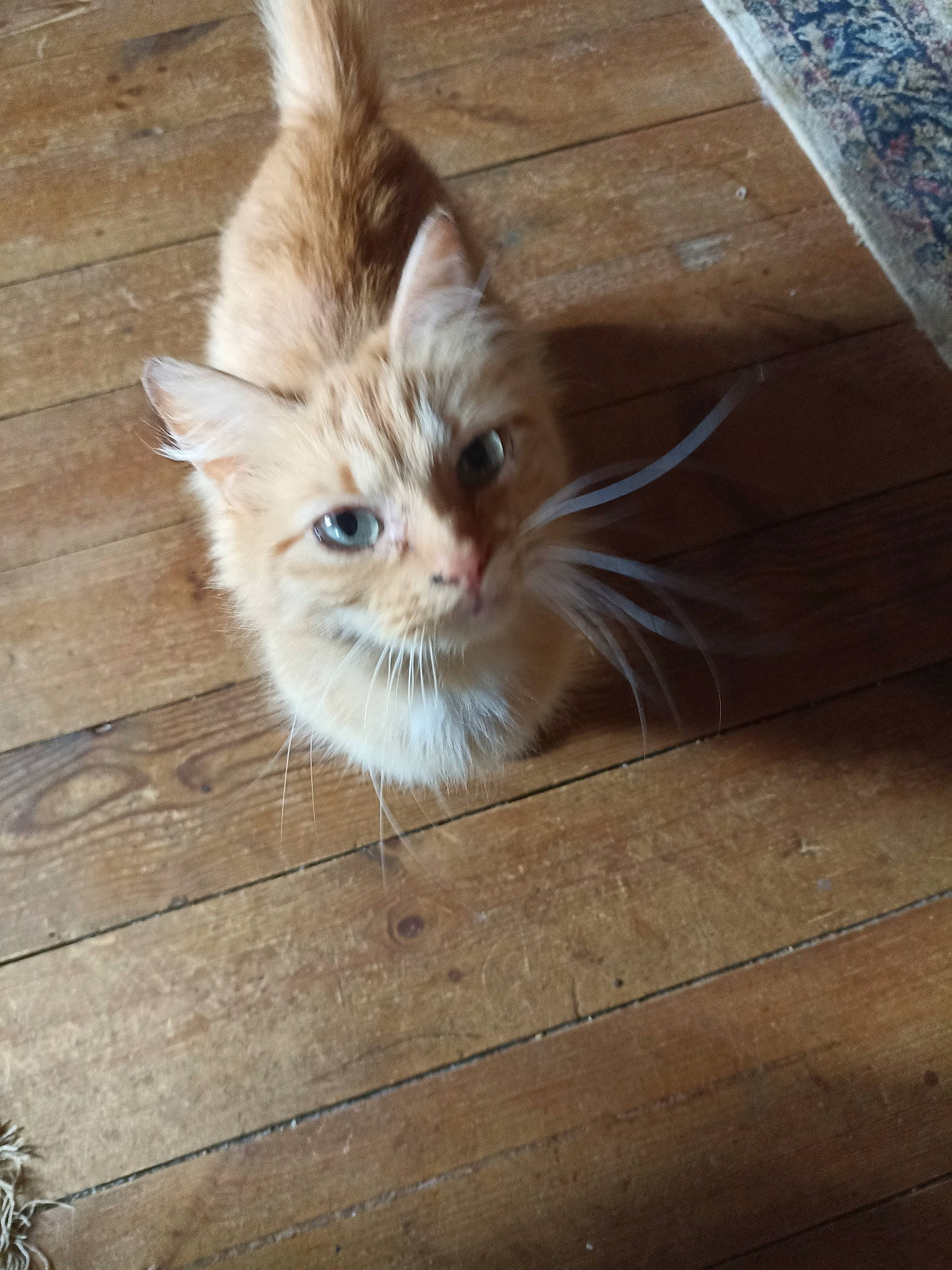 Pirate participe au concours pour gagner de l'argent avec cette photo : carnivore, cat, claw, domestic_short_haired_cat, fawn, felidae, floor, flooring, fur, hardwood, paw, plank, small_to_medium_sized_cats, snout, tail, terrestrial_animal, whiskers, wood, wood_flooring, wood_stain