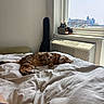 cat, bed, blanket, window, air_conditioner, guitar_case, indoor, cityscape, furniture, resting, pet, cozy, curious, patterned_cat, white_bedspread, sunlight, relaxed, home, animal, living_space