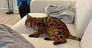 Rumi joined the competition — help win amazing prizes! bengal_cat, cat, indoor, couch, blanket, hoodie, lamp, mirror, door, floor, relaxed, furniture, modern, pet, resting, living_room, soft_lighting, brown, patterned, cozy