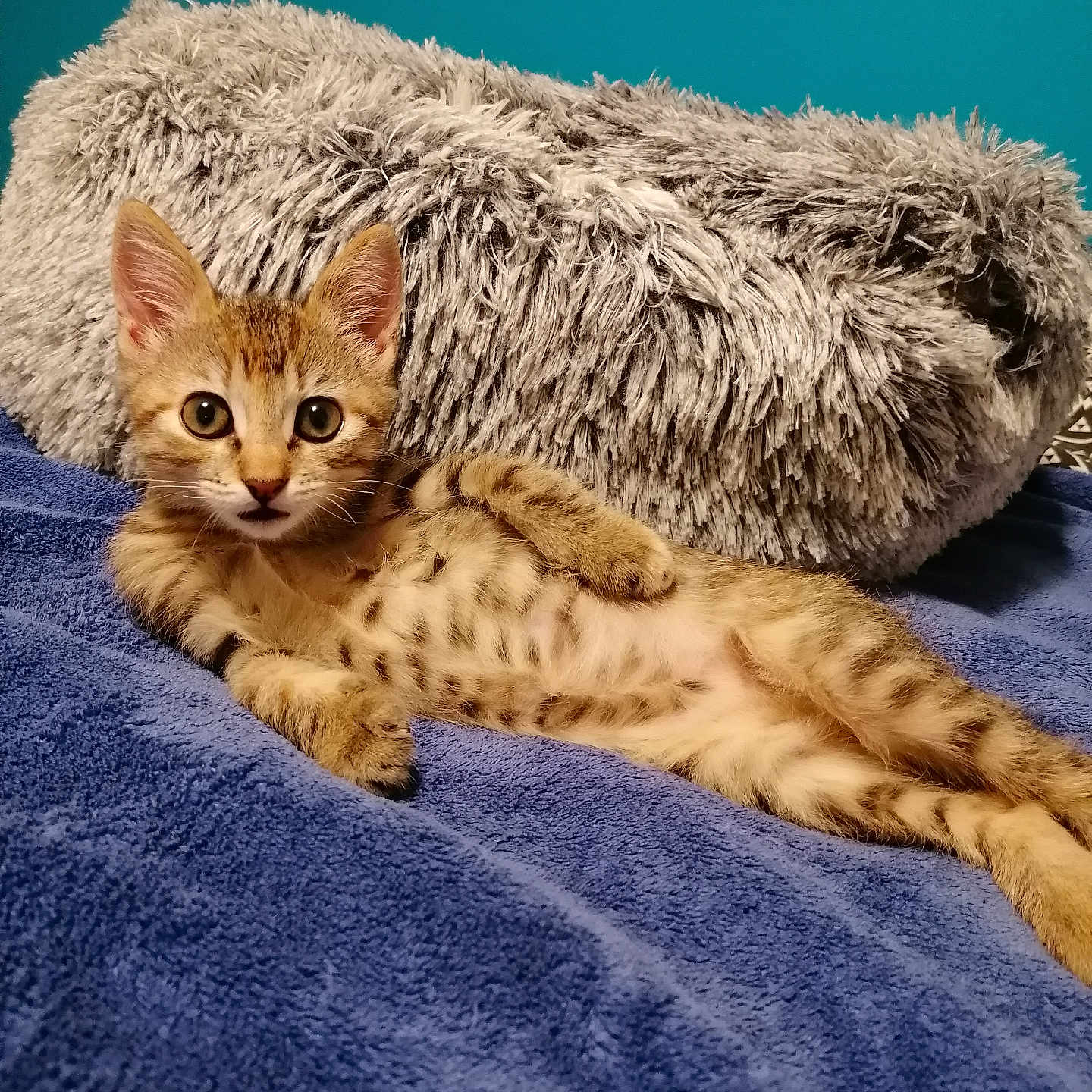 Praline a rejoint le concours — aidez-le/la à gagner de superbes lots ! animal, blue_blanket, cat, cozy, curious, cute, ears, eyes, feline, fur, indoor, kitten, lying_down, pet, pillow, relaxed, resting, spotted, whiskers, young
