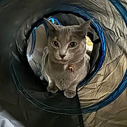 Sadie joined the competition — help win amazing prizes! cat, pet, animal, curious, indoor, collar, tunnel, play, cute, feline, whiskers, ears, eyes, fur, domestic, cozy, shadow, soft_light, closeup, exploration