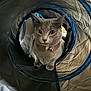 cat, pet, animal, curious, indoor, collar, tunnel, play, cute, feline, whiskers, ears, eyes, fur, domestic, cozy, shadow, soft_light, closeup, exploration
