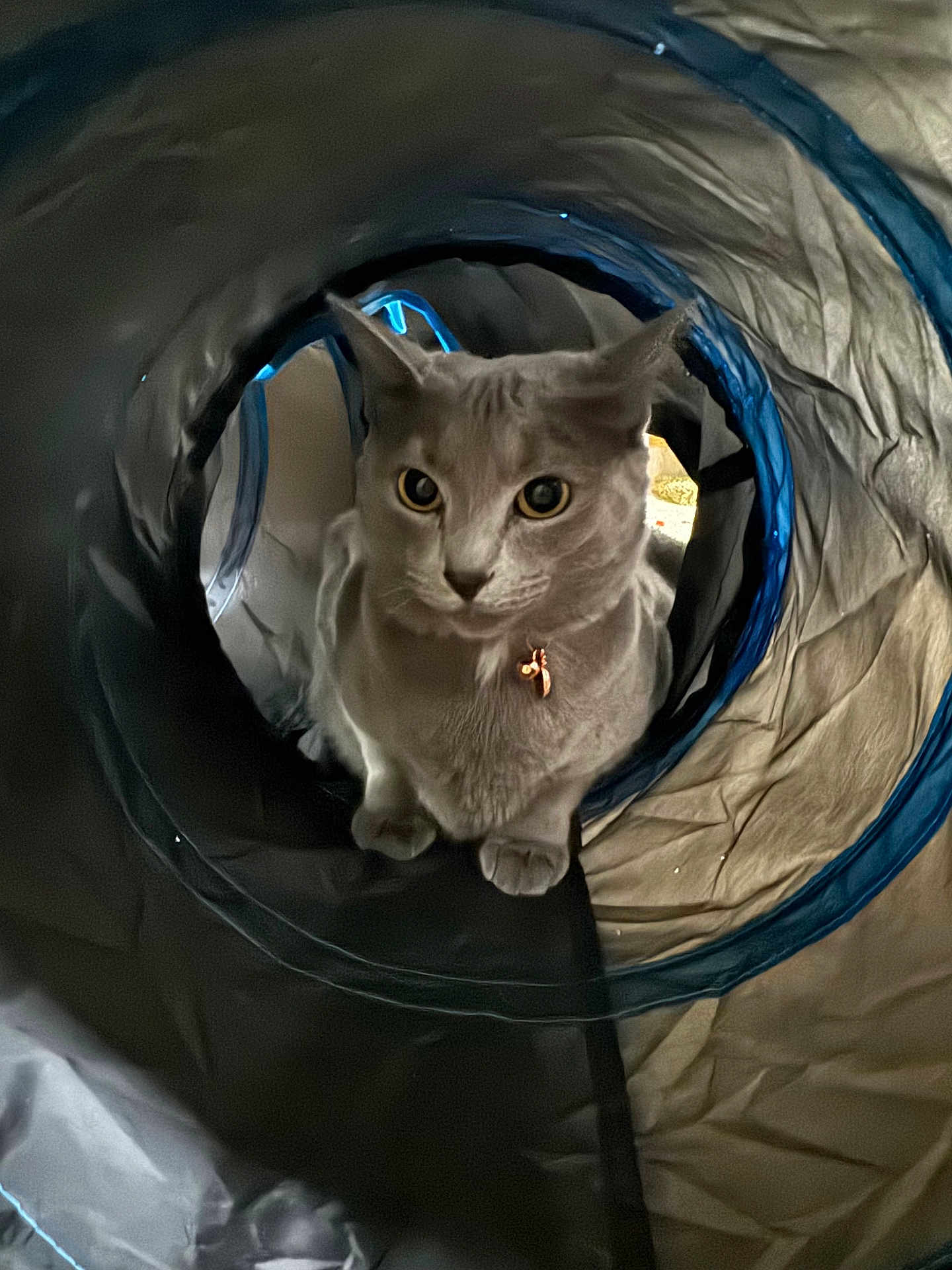 Sadie joined the competition — help win amazing prizes! cat, pet, animal, curious, indoor, collar, tunnel, play, cute, feline, whiskers, ears, eyes, fur, domestic, cozy, shadow, soft_light, closeup, exploration