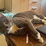 cat, gray_cat, white_paws, wooden_table, household, kitchen, cabinet, basket, laptop, domestic, pet, feline, curious, relaxed, indoor, whiskers, eyes, fur, table_leg, casual
