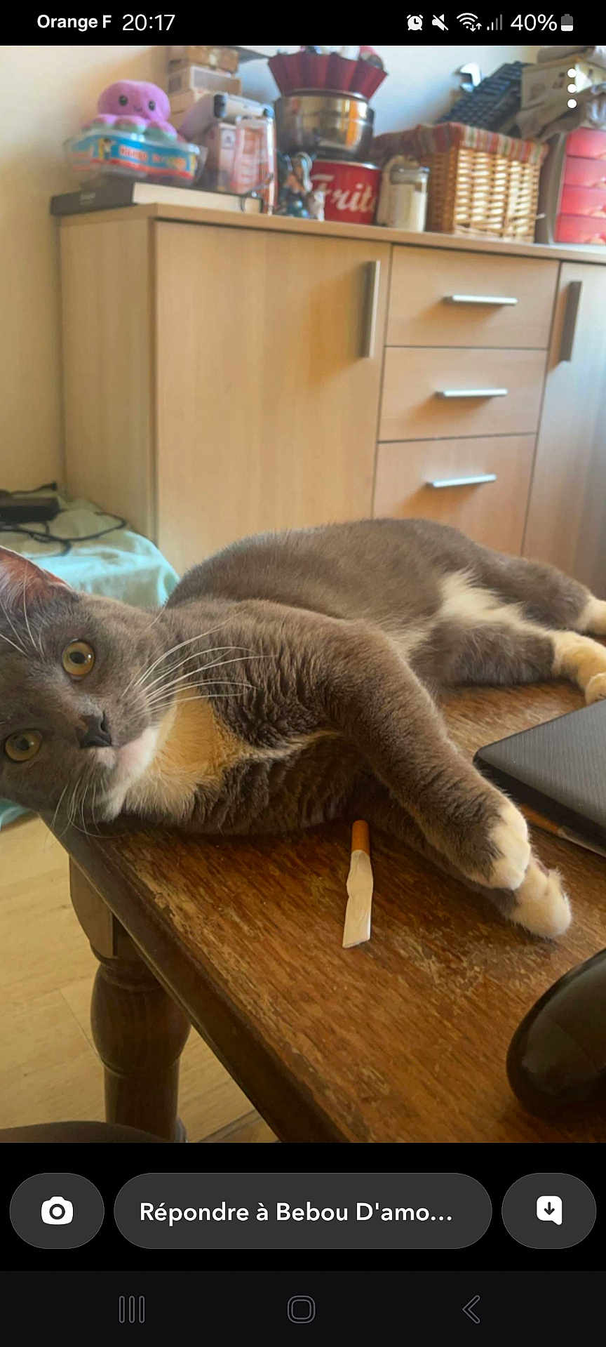 Mistigri participe au concours pour gagner de l'argent avec cette photo : cat, gray_cat, white_paws, wooden_table, household, kitchen, cabinet, basket, laptop, domestic, pet, feline, curious, relaxed, indoor, whiskers, eyes, fur, table_leg, casual