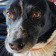 Belle joined the competition — help win amazing prizes! animal, black_and_white, canine, car_interior, close_up, collar, dog, expression, eyes, face, fur, head, indoor, looking_away, muzzle, nose, pet, portrait, reflection, whiskers