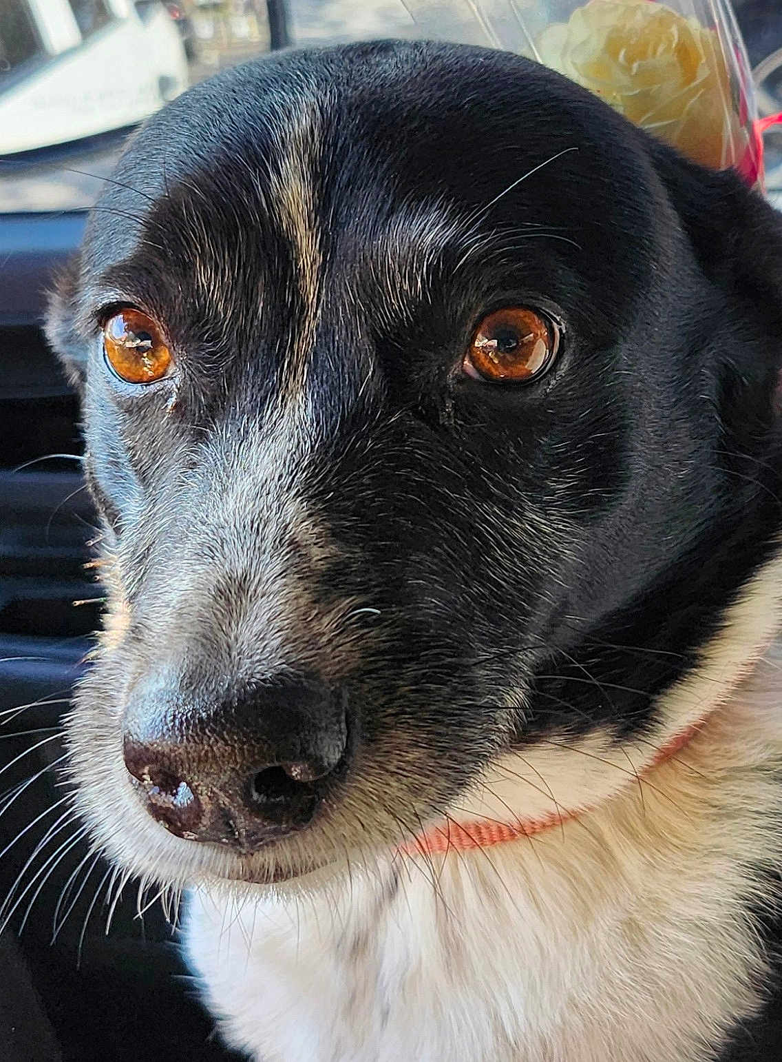 Belle