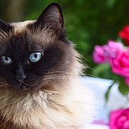 Calyssie participe au concours pour gagner de l'argent avec cette photo : animal, blue_eyes, cat, close_up, cute, domestic_cat, feline, flower, fluffy, fur, green_background, nature, outdoor, pet, pink_flower, portrait, red_flower, relaxed, soft_focus, whiskers