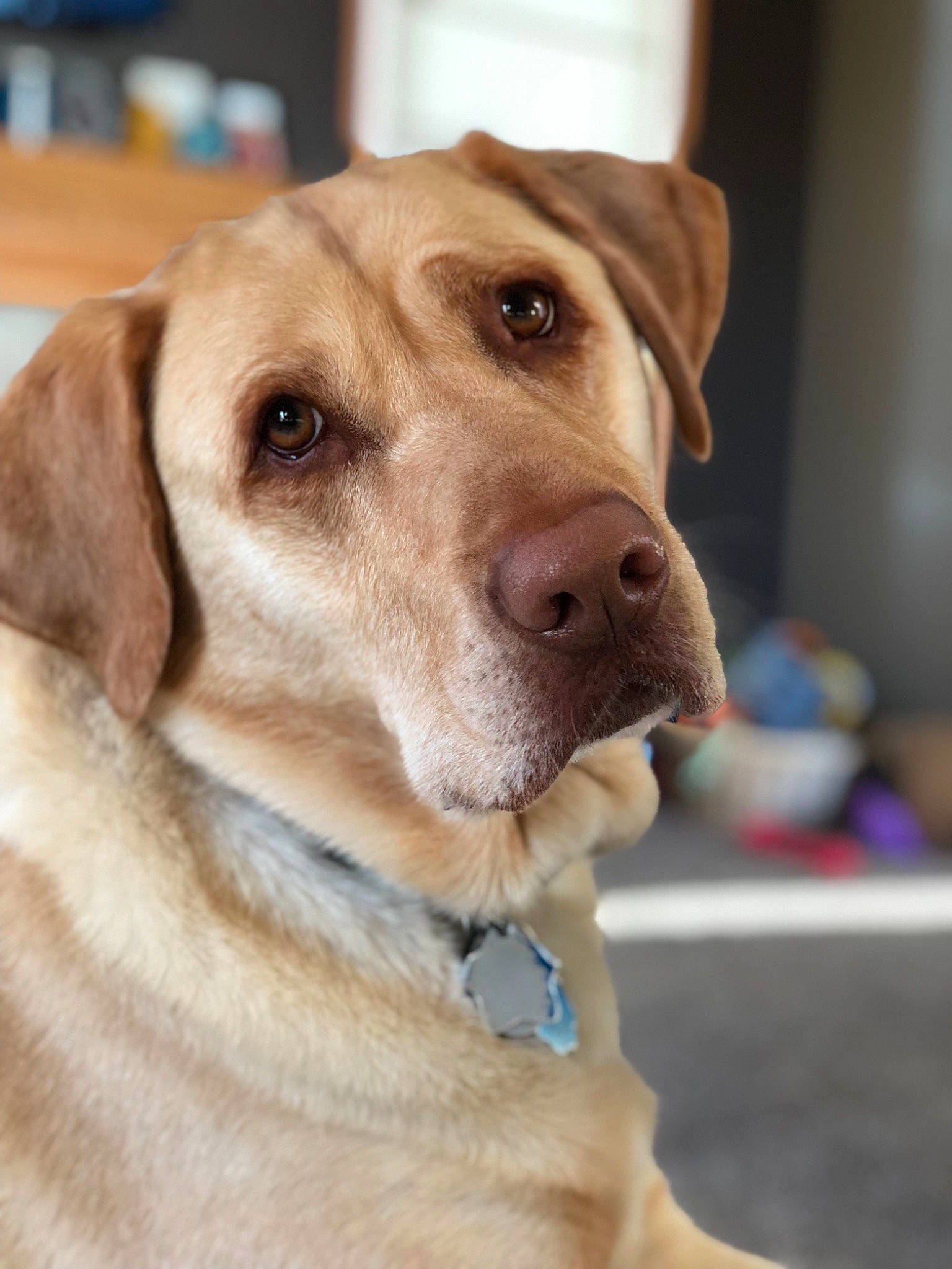 Cooper joined the competition — help win amazing prizes! beagador, broholmer, canidae, carnivore, companion_dog, dog, dog_breed, fawn, hunting_dog, labrador_retriever, mammal, retriever, rhodesian_ridgeback, snout, sporting_group, vertebrate, whiskers