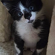 Oakley joined the competition — help win amazing prizes! kitten, cat, black_and_white, blue_eyes, pet, cute, feline, young, indoor, soft, cozy, cat_tree, fur, whiskers, paws, curious, animal, small, portrait, domestic