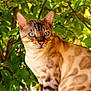 cat, blue_eyes, spotted_fur, animal, pet, outdoor, green_leaves, nature, feline, reflection, close_up, portrait, whiskers, ears, tree, sunlight, shiny_surface, sitting, alert, beautiful