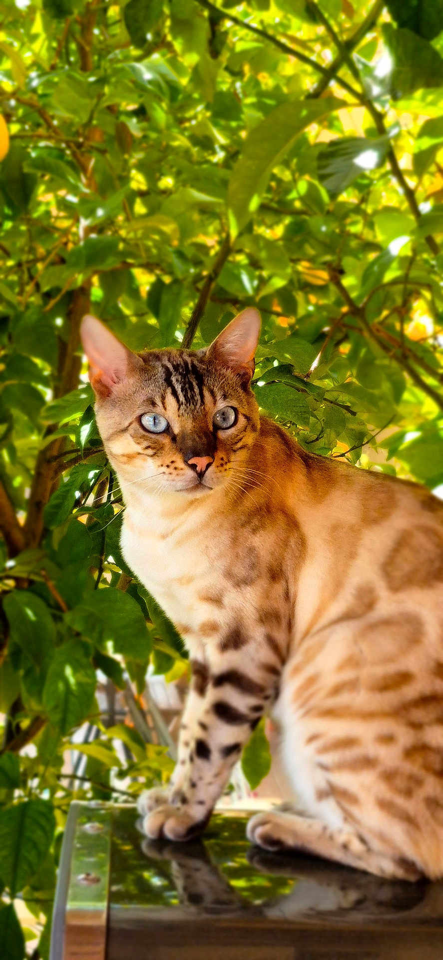 Thor participe au concours pour gagner de l'argent avec cette photo : cat, blue_eyes, spotted_fur, animal, pet, outdoor, green_leaves, nature, feline, reflection, close_up, portrait, whiskers, ears, tree, sunlight, shiny_surface, sitting, alert, beautiful