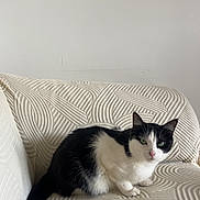 Mimi a rejoint le concours — aidez-le/la à gagner de superbes lots ! animal, black_and_white_cat, cat, couch, cozy, domestic_cat, fur, furniture, green_eyes, home, indoor, looking, minimalist, pet, relaxed, resting, soft_texture, tail, textured_couch, whiskers