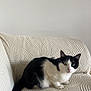 animal, black_and_white_cat, cat, couch, cozy, domestic_cat, fur, furniture, green_eyes, home, indoor, looking, minimalist, pet, relaxed, resting, soft_texture, tail, textured_couch, whiskers