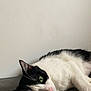 Mimi a rejoint le concours — aidez-le/la à gagner de superbes lots ! animal, black_and_white, calm, cat, close_up, cute, domestic_cat, feline, fur, green_eyes, indoor, lying_down, pet, pink_nose, portrait, relaxed, resting, side_view, soft_texture, whiskers