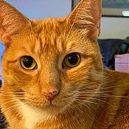 Tom is registered to the contest to win money with this photo: animal, cat, close_up, closeup, curious, domestic_animal, ears, face, feline, fur, household, indoor, looking, mammal, nose, orange_tabby, pet, portrait, whiskers, yellow_eyes