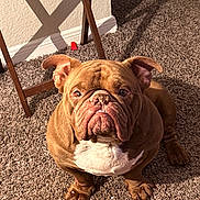 Deuce is registered to the contest to win money with this photo: dog, bulldog, pet, indoor, carpet, wrinkled_face, brown_fur, white_chest, sitting, paws, ears, eyes, nose, teeth_visible, portrait, shadow, furniture, home_interior, looking_up, adorable
