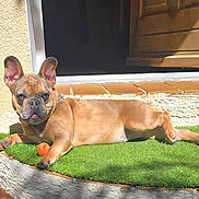 Appy participe au concours pour gagner de l'argent avec cette photo : dog, french_bulldog, pet, animal, outdoor, grass, sunlight, lying_down, relaxed, tongue, ears, brown_fur, short_snout, orange_ball, toy, house, window, wood, garden, portrait