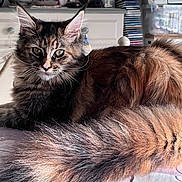 Cookie participe au concours pour gagner de l'argent avec cette photo : cat, fluffy, long_hair, tail, table, indoor, home, furniture, relaxed, pet, animal, domestic, whiskers, ears, face, eyes, fur, resting, cozy, window_light