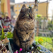 Choco participe au concours pour gagner de l'argent avec cette photo : cat, tabby, fluffy, plant, succulent, flower, planter, outdoor, garden, greenery, pet, feline, whiskers, nature, blurred_background, window, domestic_animal, cute, portrait, sitting