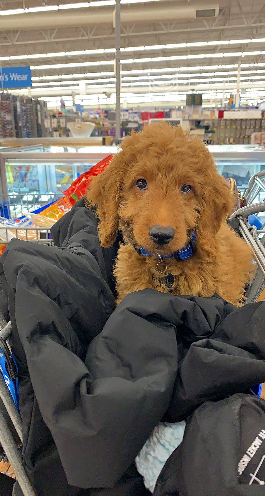 Ralphie is registered to the contest to win money with this photo: bag, canidae, carnivore, companion_dog, conformation_show, dog, dog_breed, fun, fur, motor_vehicle, personal_protective_equipment, shelf, sporting_group, toy, working_animal