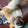 Joshua joined the competition — help win amazing prizes! brown, canine, close_up, collar, colorful_pillow, cozy, dog, fabric, fur, indoor, leather_couch, nostrils, pet, playful, relaxed, resting, smiling, teeth, upside_down, white