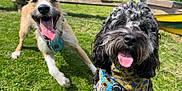 Joshua is registered to the contest to win money with this photo: animal, bandana, canine, curly_fur, daytime, dog, grass, greenery, happy, nature, outdoor, pet, playful, smiling, summer, sunlight, tan_fur, tongue_out, trampoline, two_dogs