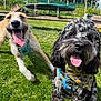 animal, bandana, canine, curly_fur, daytime, dog, grass, greenery, happy, nature, outdoor, pet, playful, smiling, summer, sunlight, tan_fur, tongue_out, trampoline, two_dogs