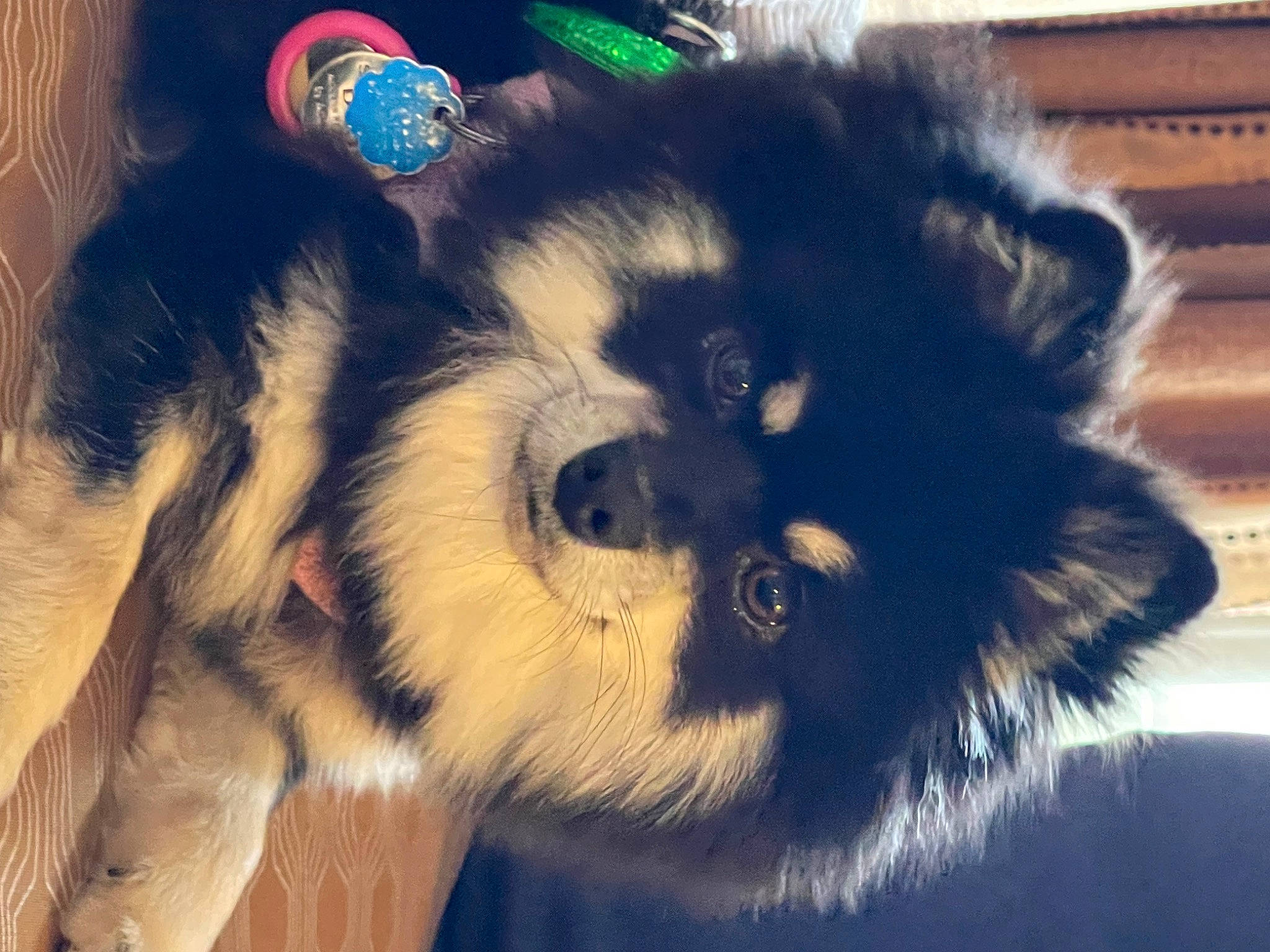 Skylar is registered to the contest to win money with this photo: canidae, carnivore, claw, companion_dog, dog_breed, electric_blue, fur, non_sporting_group, paw, small_to_medium_sized_cats, snout, tail, terrestrial_animal, toy_dog, whiskers