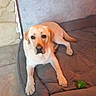 animal, brown_dog, canine, companion, dog, dog_bed, domestic_animal, floor, home, house, indoor, labrador, looking_up, medium_sized_dog, pet, quiet, relaxed, resting, tile_floor, toy