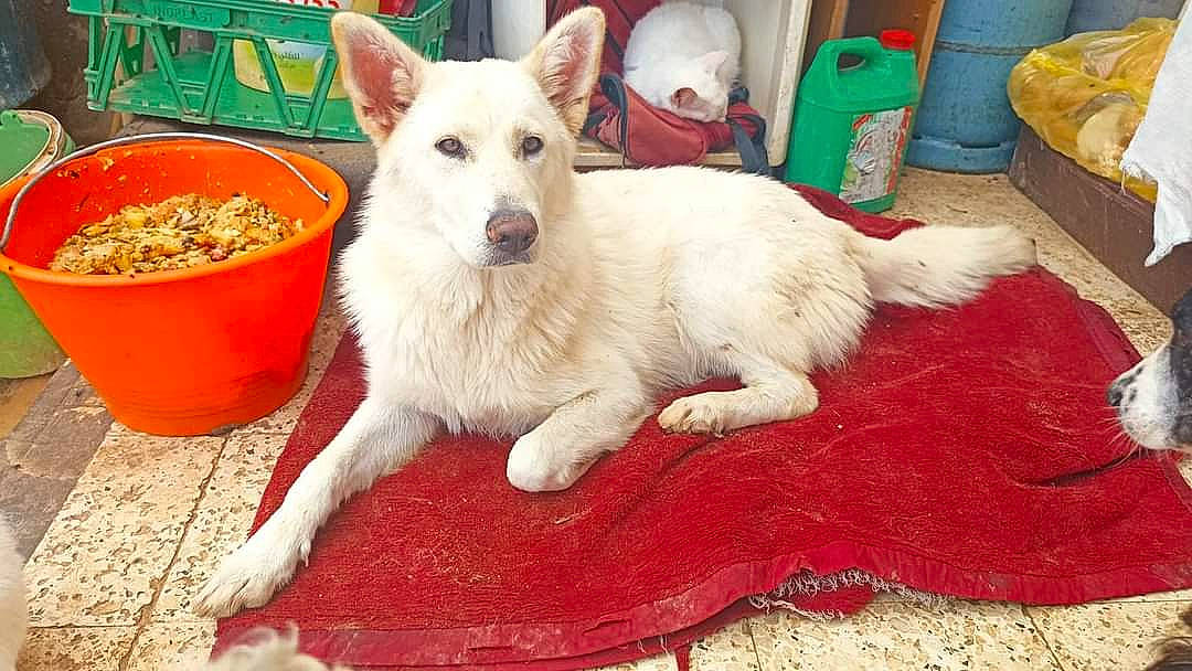 Tosca participe au concours pour gagner de l'argent avec cette photo : ancient_dog_breeds, carnivore, collar, companion_dog, dog, dog_breed, dog_supply, fang, fawn, flooring, fur, non_sporting_group, paw, pungsan_dog, snout, sporting_group, tail, whiskers, working_animal, working_dog