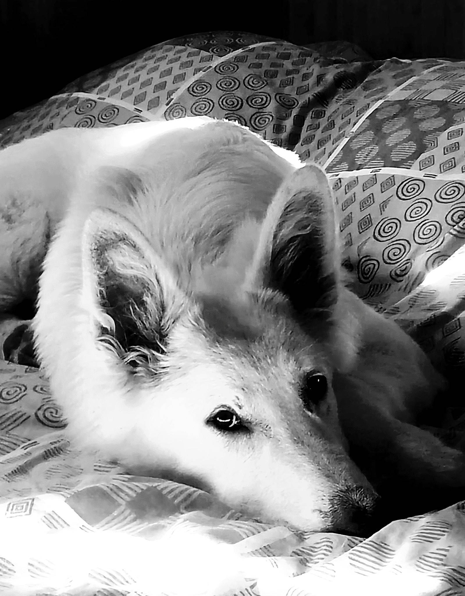 Mako a rejoint le concours — aidez-le/la à gagner de superbes lots ! aircraft, black_and_white, canidae, carnivore, companion_dog, dog, dog_breed, fur, japanese_spitz, jaw, monochrome, monochrome_photography, paw, snout, sporting_group, style, terrestrial_animal, whiskers, white, working_animal