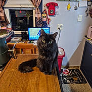 Taz is registered to the contest to win money with this photo: cat, black_cat, table, wooden_table, kitchen, curtains, window, rotary_phone, red_phone, computer_screen, weather_display, chair, trash_can, floor_mat, food_bowl, decorations, cozy, indoor, pet, furniture