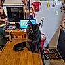 cat, black_cat, table, wooden_table, kitchen, curtains, window, rotary_phone, red_phone, computer_screen, weather_display, chair, trash_can, floor_mat, food_bowl, decorations, cozy, indoor, pet, furniture