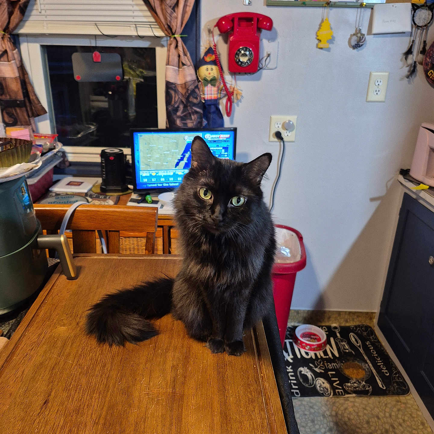 Taz