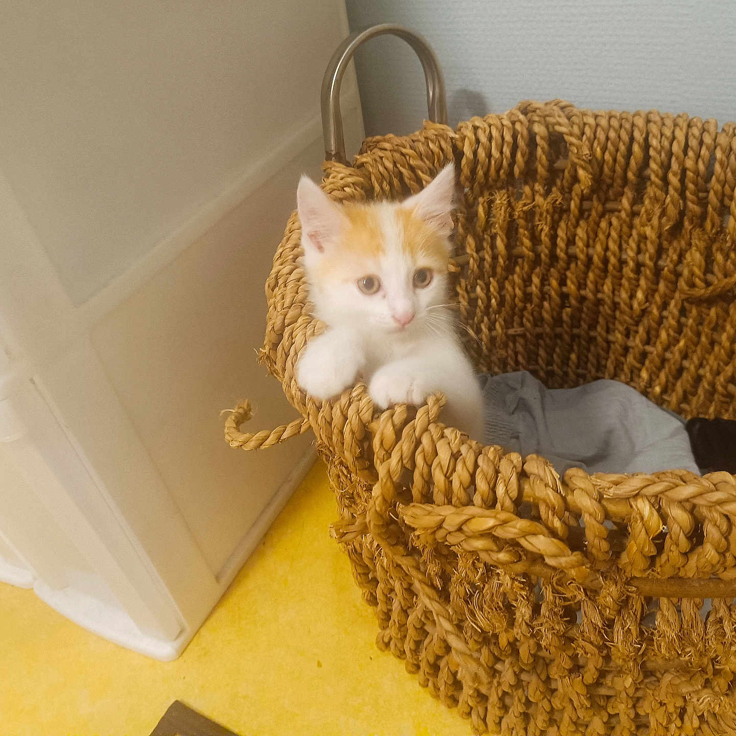 Sasha a rejoint le concours — aidez-le/la à gagner de superbes lots ! abyssinian, animal, basket, bed, cat, cradle, crib, furniture, hardwood, infantbed, kitten, manx, pet, shoppingbasket, siamese, wood, woven