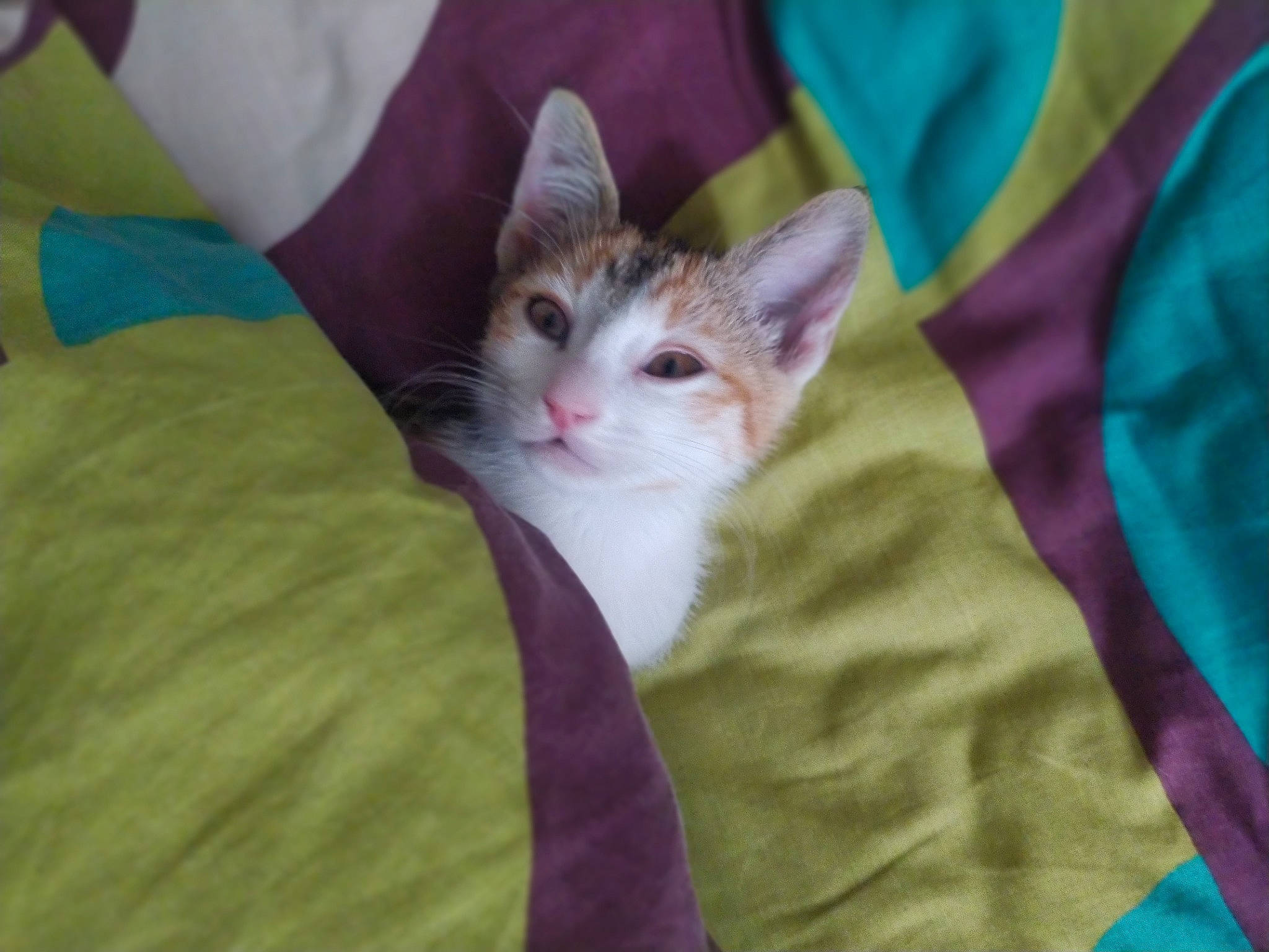 Petrushka participe au concours pour gagner de l'argent avec cette photo : carnivore, cat, comfort, domestic_short_haired_cat, eye, fawn, felidae, fur, gesture, grass, linens, magenta, pattern, paw, sitting, small_to_medium_sized_cats, t_shirt, tail, textile, whiskers