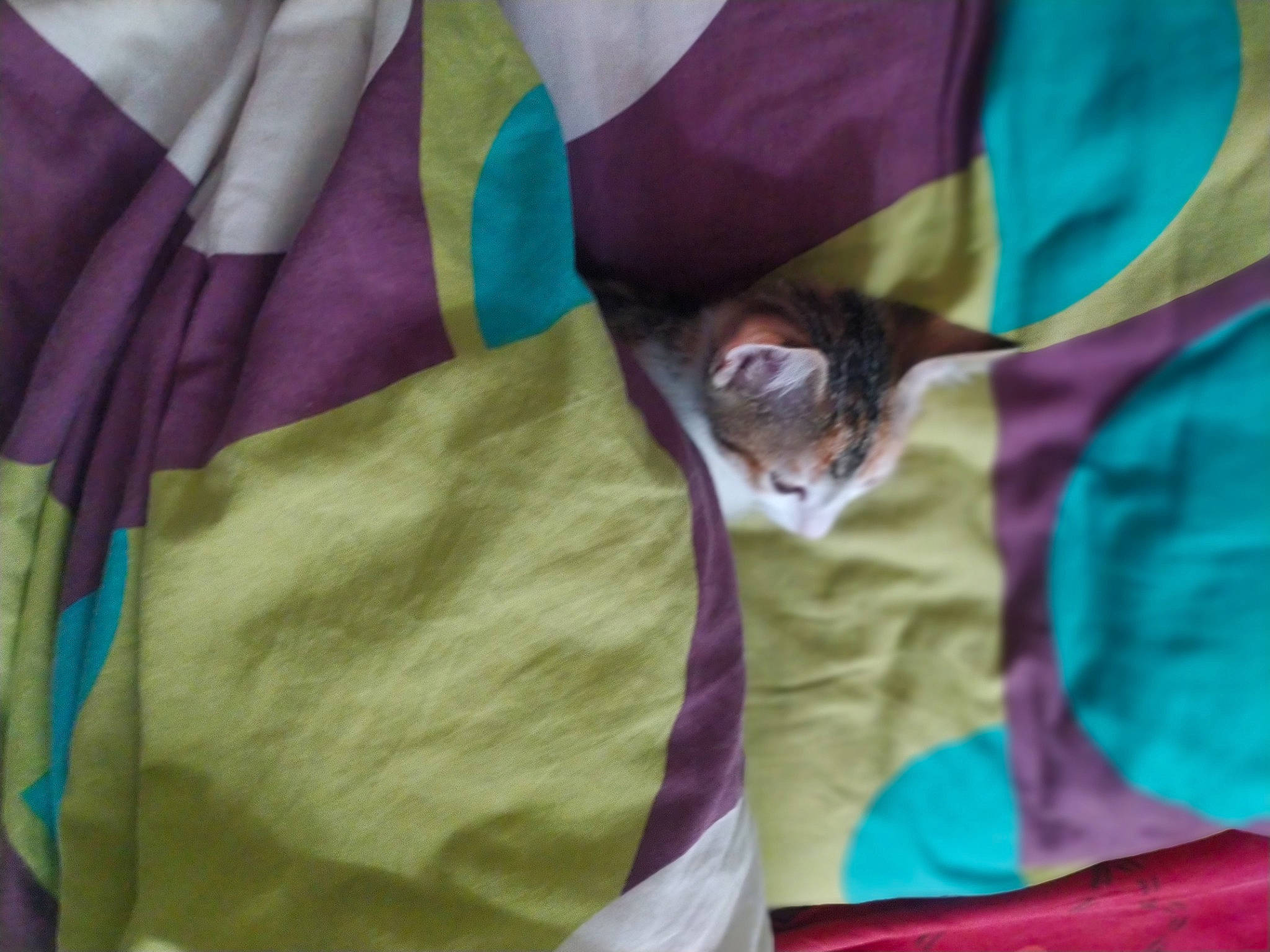 Petrushka a rejoint le concours — aidez-le/la à gagner de superbes lots ! cat, collar, electric_blue, event, fashion_accessory, felidae, fur, green, linens, magenta, outerwear, pattern, pink, purple, sewing, shorts, sleeve, small_to_medium_sized_cats, t_shirt, whiskers