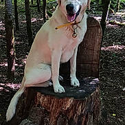 Muffin a rejoint le concours — aidez-le/la à gagner de superbes lots ! dog, white_dog, forest, trees, tree_stump, nature, outdoor, sunlight, shade, collar, bell, sitting, canine, wildlife, woodland, smiling, pet, animal, daylight, leafy
