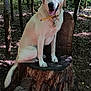 dog, white_dog, forest, trees, tree_stump, nature, outdoor, sunlight, shade, collar, bell, sitting, canine, wildlife, woodland, smiling, pet, animal, daylight, leafy