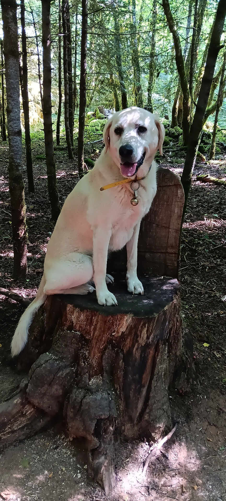 Muffin a rejoint le concours — aidez-le/la à gagner de superbes lots ! dog, white_dog, forest, trees, tree_stump, nature, outdoor, sunlight, shade, collar, bell, sitting, canine, wildlife, woodland, smiling, pet, animal, daylight, leafy