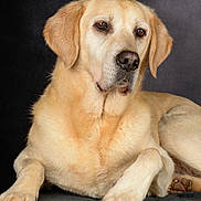 Muffin participe au concours pour gagner de l'argent avec cette photo : animal, backdrop, brown_eyes, closeup, curious, dog, ears, expression, fur, labrador, mouth, nose, paw_pad, paws, pet, portrait, resting, retriever, studio, whiskers