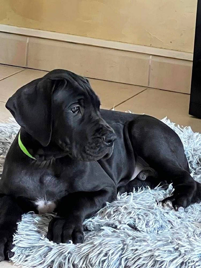 Max participe au concours pour gagner de l'argent avec cette photo : borador, canidae, carnivore, collar, companion_dog, dog, dog_breed, dog_collar, dog_supply, fawn, flooring, fur, gun_dog, liver, retriever, snout, sporting_group, terrestrial_animal, whiskers, working_animal